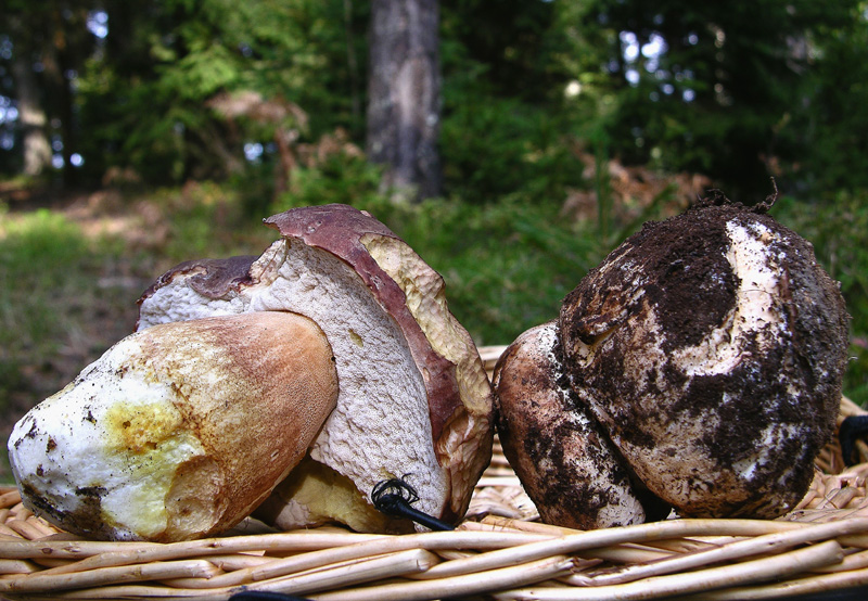 Tricholoma colossus.